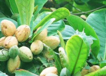 Cây bóng mát quen thuộc là 'kho báu' chất kháng khuẩn, tiêu viêm cay bong mat quen thuoc la kho bau chat khang khuan tieu viem 2273.jpg