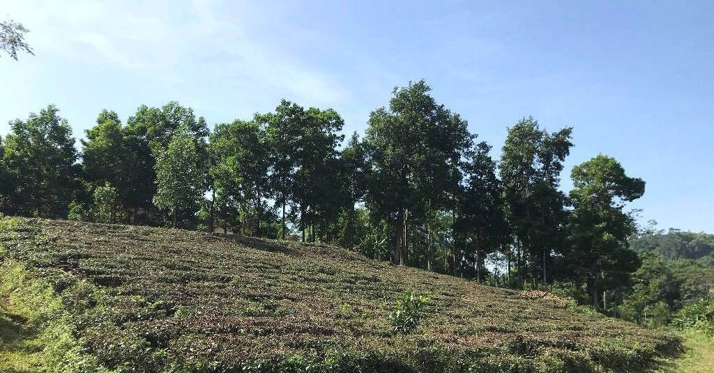 chuyen sang dat o dat khong co nguon goc vuon ao co duoc giam tien su dung dat 2696.jpg