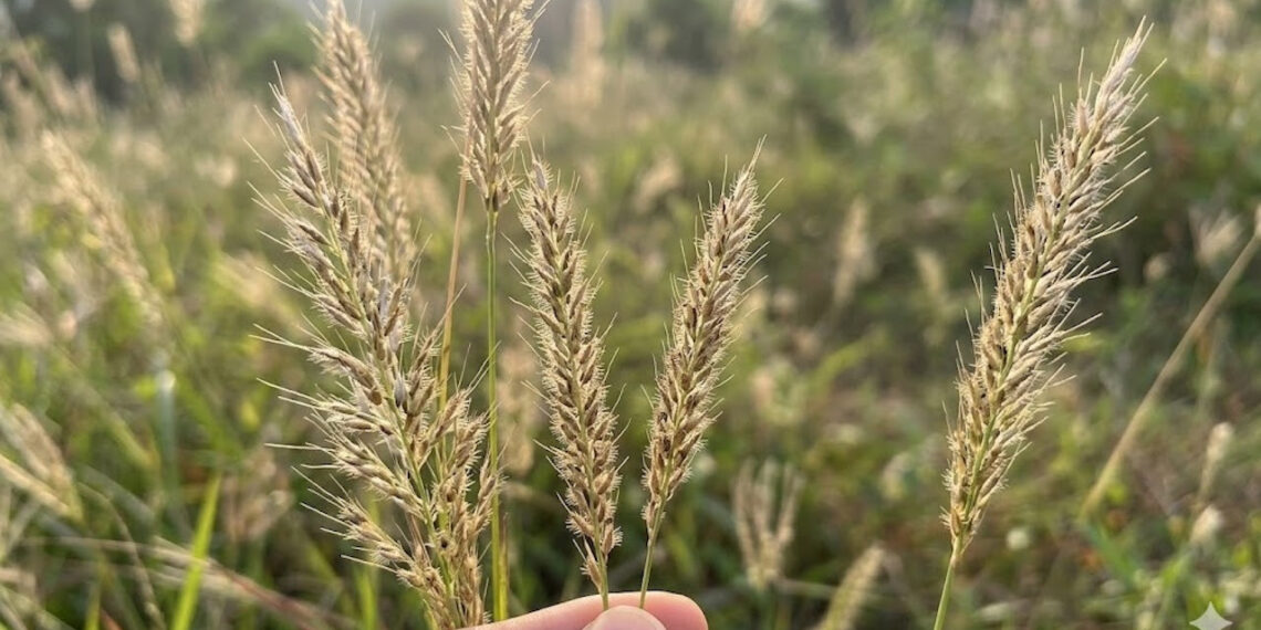 Loại cỏ mọc hoang là vị thuốc trị tiểu buốt, tiểu rắt loai co moc hoang la vi thuoc tri tieu buot tieu rat 726.jpeg