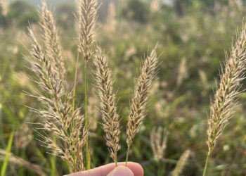 Loại cỏ mọc hoang là vị thuốc trị tiểu buốt, tiểu rắt loai co moc hoang la vi thuoc tri tieu buot tieu rat 726.jpeg