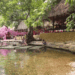 suoi an minh giua nui rung thanh hoa nuoc trong thay day hut khach check in 1952.gif