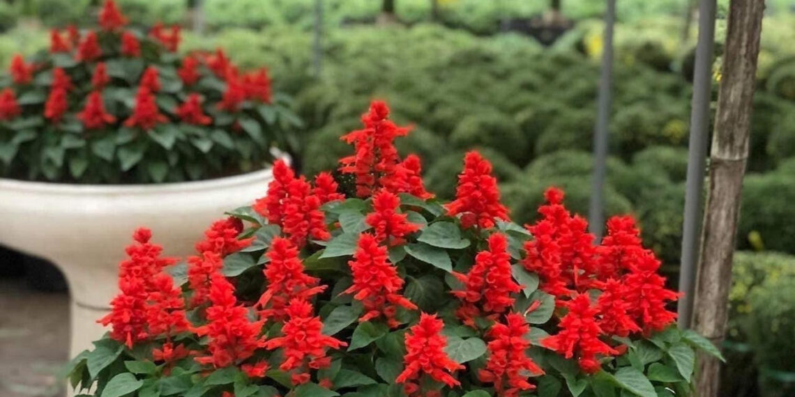 loai hoa do ruc khap cong vien la vi thuoc quy thanh nhiet tieu viem 900.jpg