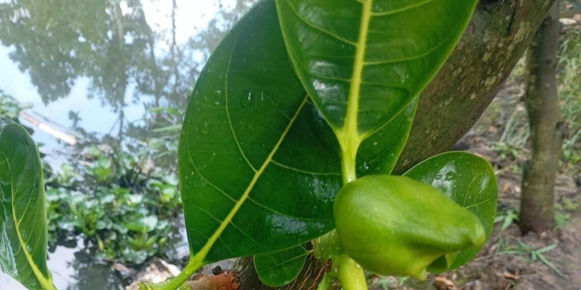 loai la thuong bi bo di la vi thuoc quy loi tieu nhieu sua 2910.jpg