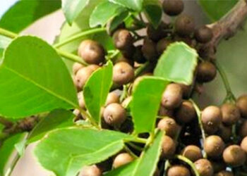 Loại quả là ‘quà vặt' của tuổi thơ 7x, 8x, ít ai ngờ là vị thuốc quý cho phụ nữ loai qua la qua vat cua tuoi tho 7x 8x it ai ngo la vi thuoc quy cho phu nu 774.jpg