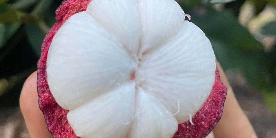 mang cut giau vitamin c nhung 3 nhom nguoi khong nen an 2224.jpg