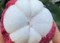 mang cut giau vitamin c nhung 3 nhom nguoi khong nen an 2224.jpg
