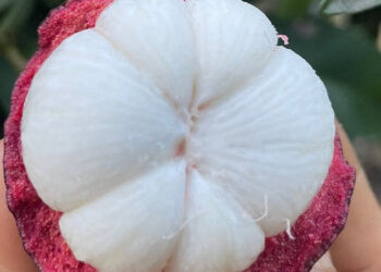 mang cut giau vitamin c nhung 3 nhom nguoi khong nen an 2224.jpg