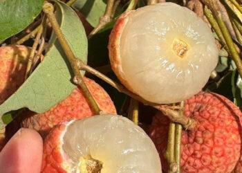 Phát hiện 2 dấu hiệu trên quả vải, tuyệt đối không ăn kẻo rước họa phat hien 2 dau hieu tren qua vai tuyet doi khong an keo ruoc hoa 1699.jpeg