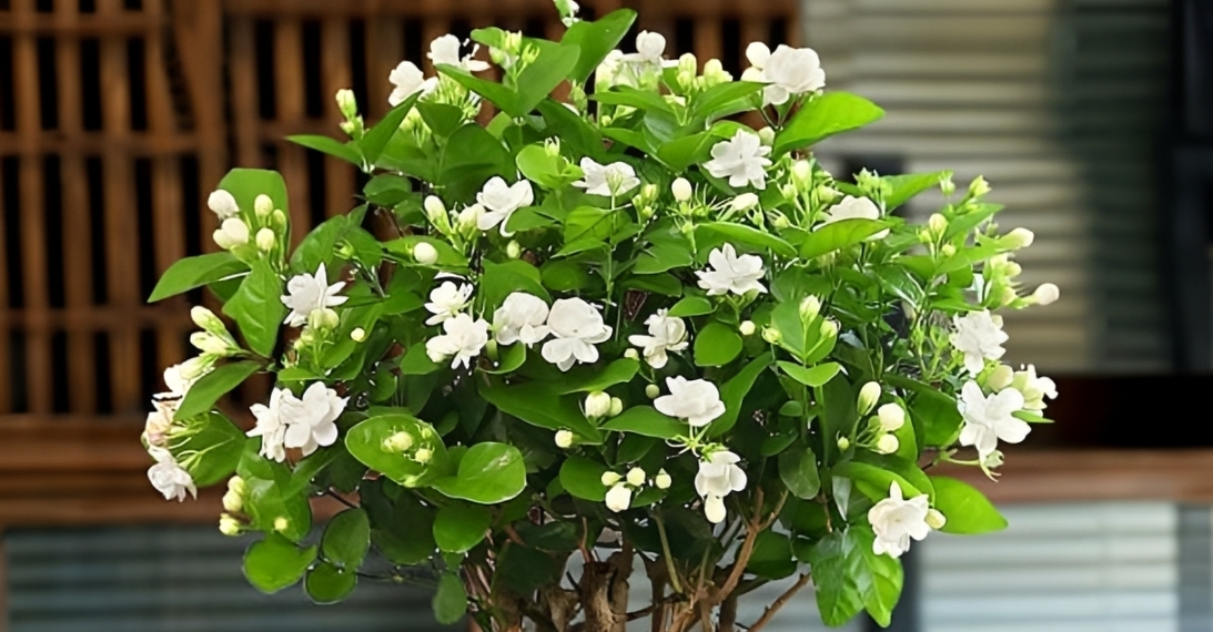 3 loai cay canh toa huong ngay he duoc cho la thu hut tai loc cho gia chu 763.png
