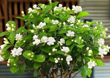 3 loai cay canh toa huong ngay he duoc cho la thu hut tai loc cho gia chu 763.png