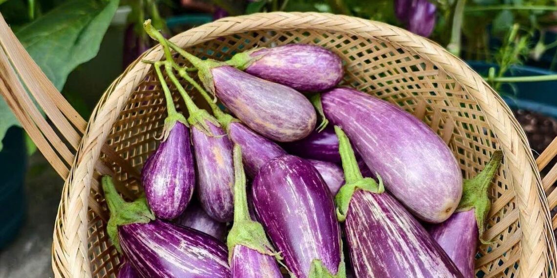 Cà tím, thực phẩm vàng giúp kiểm soát đường huyết ca tim thuc pham vang giup kiem soat duong huyet 350.jpeg