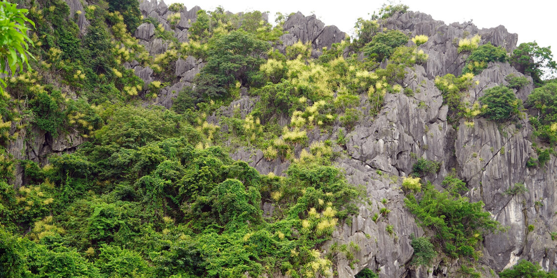 Cây phất dụ núi nở hoa, nhuộm vàng núi đá vịnh Hạ Long cay phat du nui no hoa nhuom vang nui da vinh ha long 3258.jpg