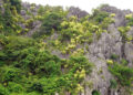cay phat du nui no hoa nhuom vang nui da vinh ha long 3258.jpg