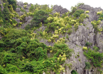 cay phat du nui no hoa nhuom vang nui da vinh ha long 3258.jpg