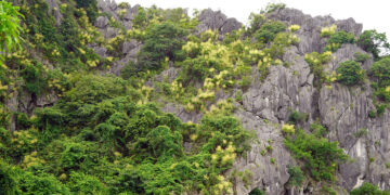cay phat du nui no hoa nhuom vang nui da vinh ha long 3258.jpg