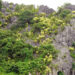 cay phat du nui no hoa nhuom vang nui da vinh ha long 3258.jpg