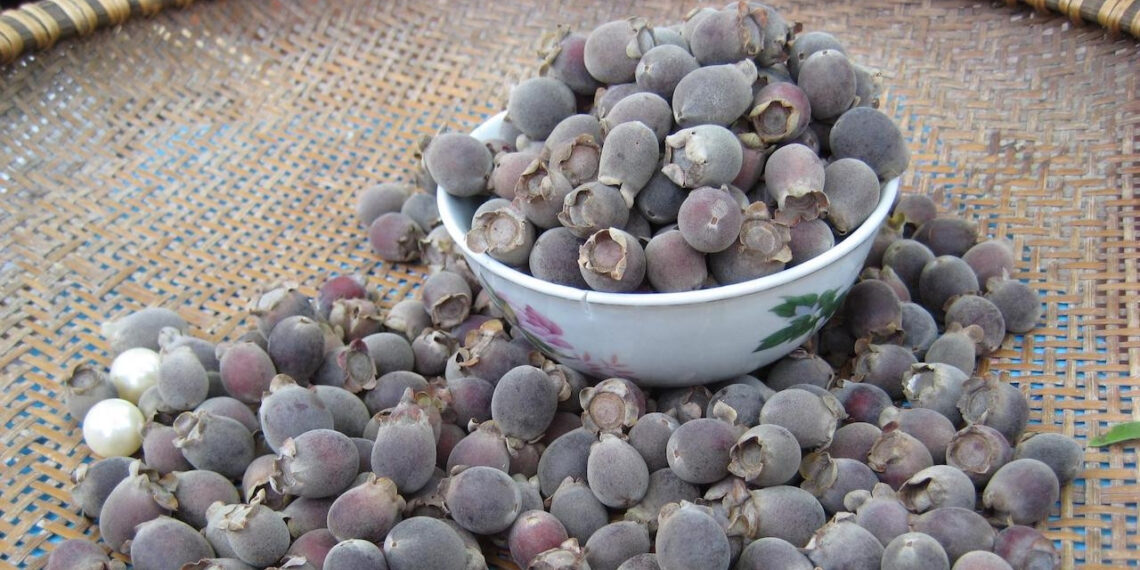 Công dụng ít biết của loài quả dại gắn liền tuổi thơ 7X, 8X cong dung it biet cua loai qua dai gan lien tuoi tho 7x 8x 2503.jpeg