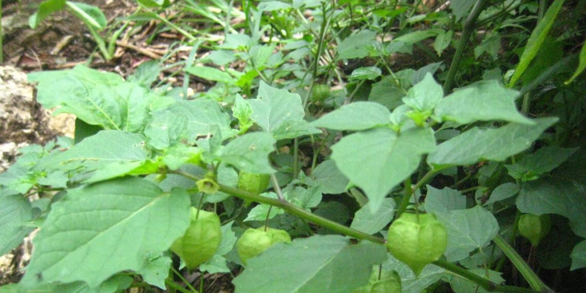 Công dụng loại quả mọc dại ở Việt Nam nhưng giá đắt đỏ tại châu Âu cong dung loai qua moc dai o viet nam nhung gia dat do tai chau au 3247.jpeg