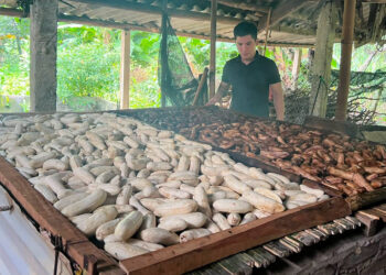 Đặc sản Tuyên Quang làm từ chuối gác bếp, vị ngọt thơm, để vài ngày vẫn mềm dẻo dac san tuyen quang lam tu chuoi gac bep vi ngot thom de vai ngay van mem deo 2282.jpg