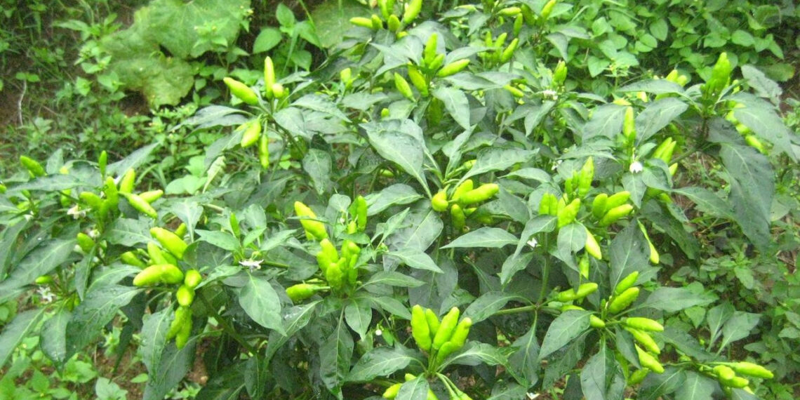 Ít ai ngờ lá ớt vừa làm rau vừa là vị thuốc it ai ngo la ot vua lam rau vua la vi thuoc 789.jpeg