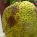 loai cay cho qua an thay com nhung la moi nhieu duoc chat 1320.jpg
