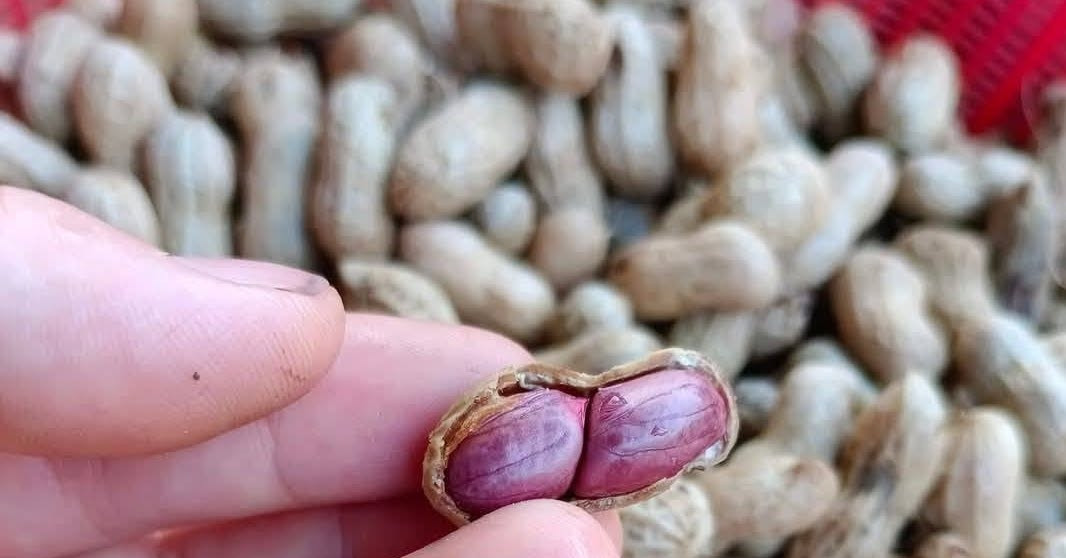Loại hạt được ca ngợi ‘vua dinh dưỡng’ nhưng 2 nhóm người nên tránh xa loai hat duoc ca ngoi vua dinh duong nhung 2 nhom nguoi nen tranh xa 1301.jpg