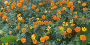 loai hoa nguoi viet lam canh the gioi trong de lay hoat chat bo mat 1045.jpeg