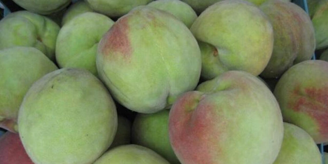 qua dao giau vitamin c nhung bo phan nay tuyet doi khong an 2429.jpeg