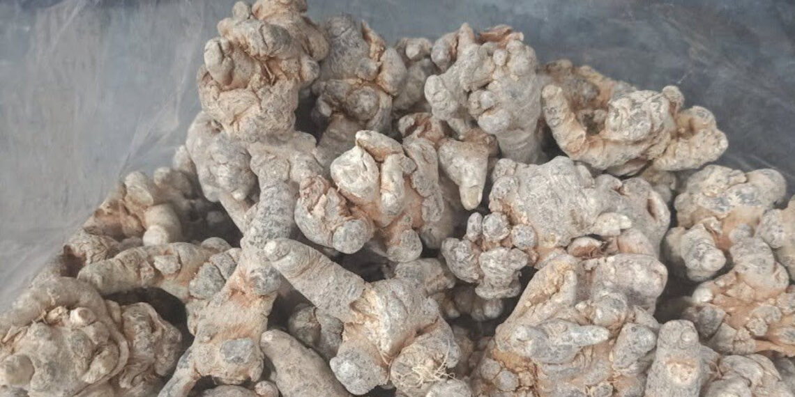 Tam thất bổ máu nhưng 2 nhóm người cần thận trọng tam that bo mau nhung 2 nhom nguoi can than trong 1632.jpg