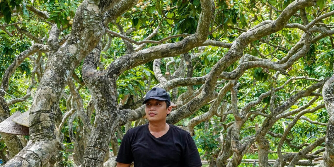 Vườn nhãn hơn 300 gốc cổ thụ ở Cần Thơ có dáng uốn lượn như rồng hút khách vuon nhan hon 300 goc co thu o can tho co dang uon luon nhu rong hut khach 2678.jpg