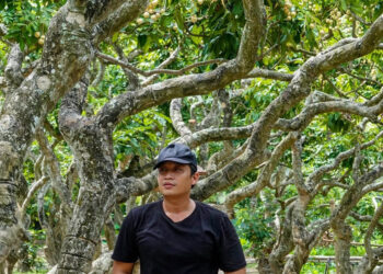 Vườn nhãn hơn 300 gốc cổ thụ ở Cần Thơ có dáng uốn lượn như rồng hút khách vuon nhan hon 300 goc co thu o can tho co dang uon luon nhu rong hut khach 2678.jpg