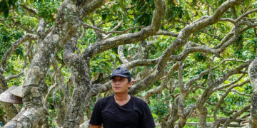 vuon nhan hon 300 goc co thu o can tho co dang uon luon nhu rong hut khach 2678.jpg