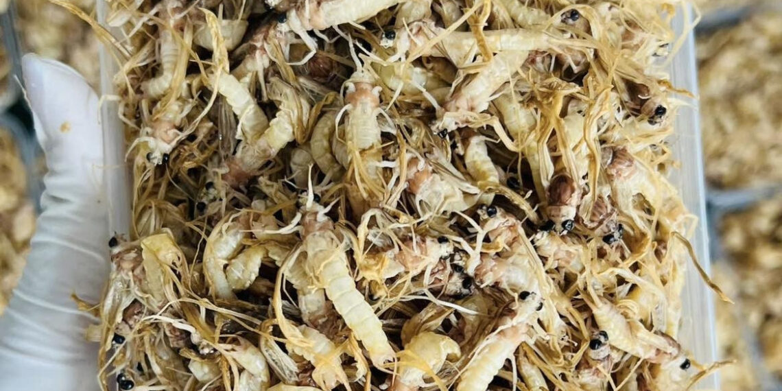 Đặc sản nào ở Hà Nội có vòng đời ngắn chỉ 1 tiếng, rán trứng hoặc rang đều ngon? dac san nao o ha noi co vong doi ngan chi 1 tieng ran trung hoac rang deu ngon 1376.jpg