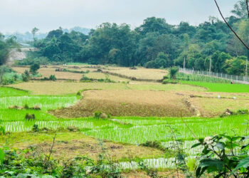 dung dat nong nghiep ket hop kinh doanh co phai nop thue phi nong nghiep 241.jpg
