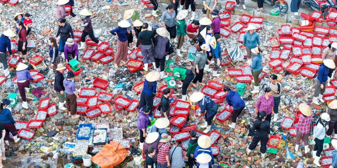 Chợ làng chài cách Hà Nội 3,5 giờ lái xe, hải sản tươi, mực từ 100.000 đồng/kg kg 2846.jpg