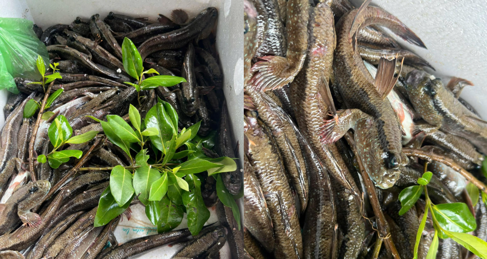 Loại cá kỳ lạ nhất hành tinh, biết chạy nhảy, leo cây là đặc sản ở đâu Việt Nam? loai ca la nhat hanh tinh biet chay nhay leo cay la dac san o dau viet nam 387.png
