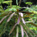 loai cay moc dai ven duong gan voi the he 7x dan gian dung de tay giun 1213.jpg