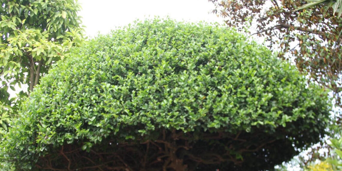 loai cay trong lam hang rao gan voi tuoi tho 7x 8x duoc dung cham soc rang 1524.jpeg