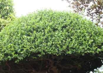 Loại cây trồng làm hàng rào gắn với tuổi thơ 7x, 8x được dùng chăm sóc răng loai cay trong lam hang rao gan voi tuoi tho 7x 8x duoc dung cham soc rang 1524.jpeg