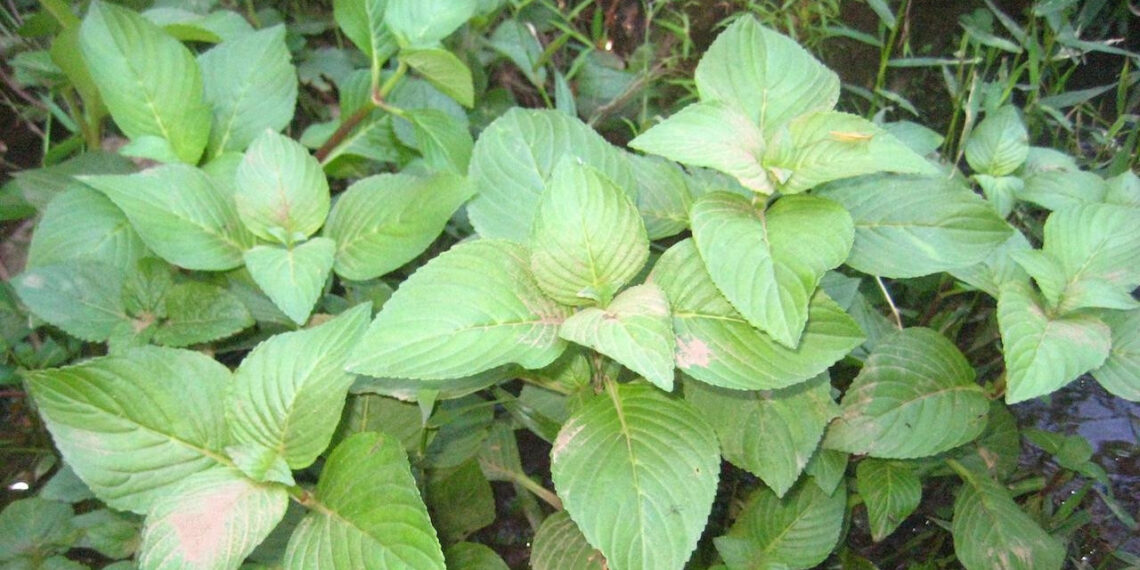 loai rau gia vi nhieu cong dung co ten trong sach do viet nam 2880.jpeg
