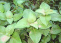 loai rau gia vi nhieu cong dung co ten trong sach do viet nam 2880.jpeg