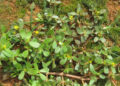top 8 loai rau moc hoang la vi thuoc quy it ai ngo den 672.jpeg