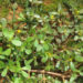 top 8 loai rau moc hoang la vi thuoc quy it ai ngo den 672.jpeg